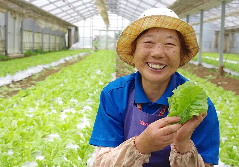 VEGE TEJI 新鮮生菜與芝麻葉